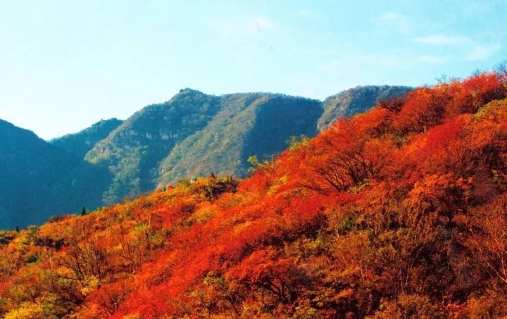 漫山紅葉秋意濃，嵩陽煤機歡迎您！??！